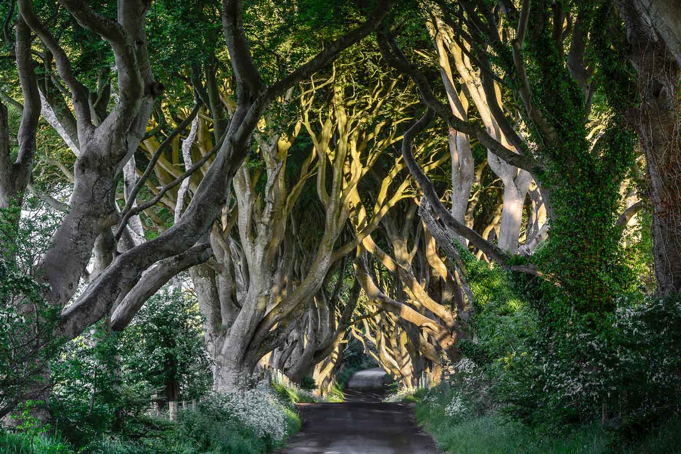 Dark Hedges