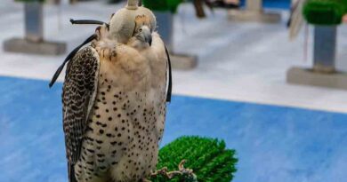 Falcon Hospital in Abu Dhabi