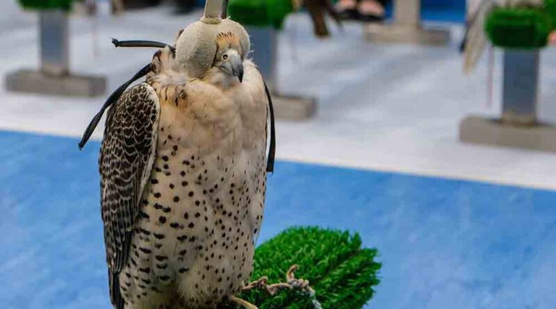 Falcon Hospital in Abu Dhabi