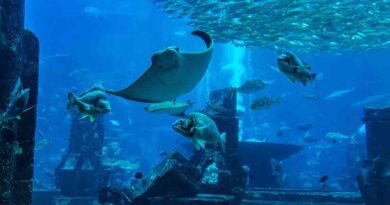 Dubai Aquarium and Underwater Zoo