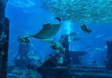 Dubai Aquarium and Underwater Zoo