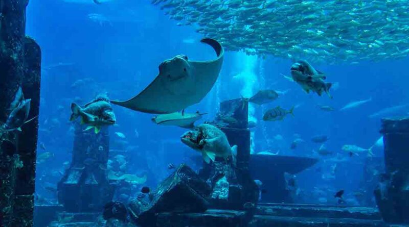 Dubai Aquarium and Underwater Zoo