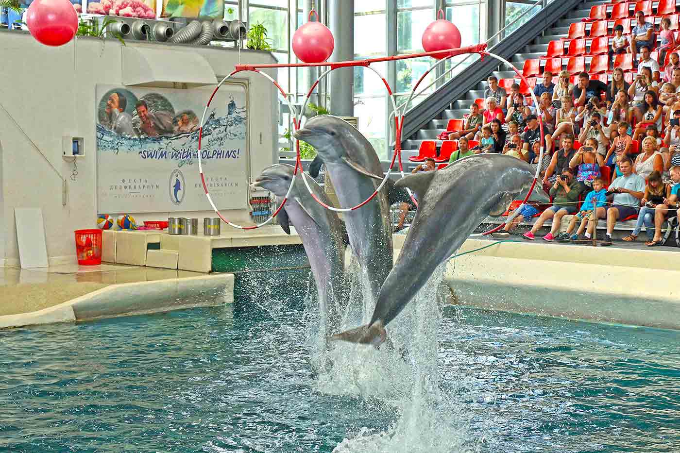 Festa Dolphinarium