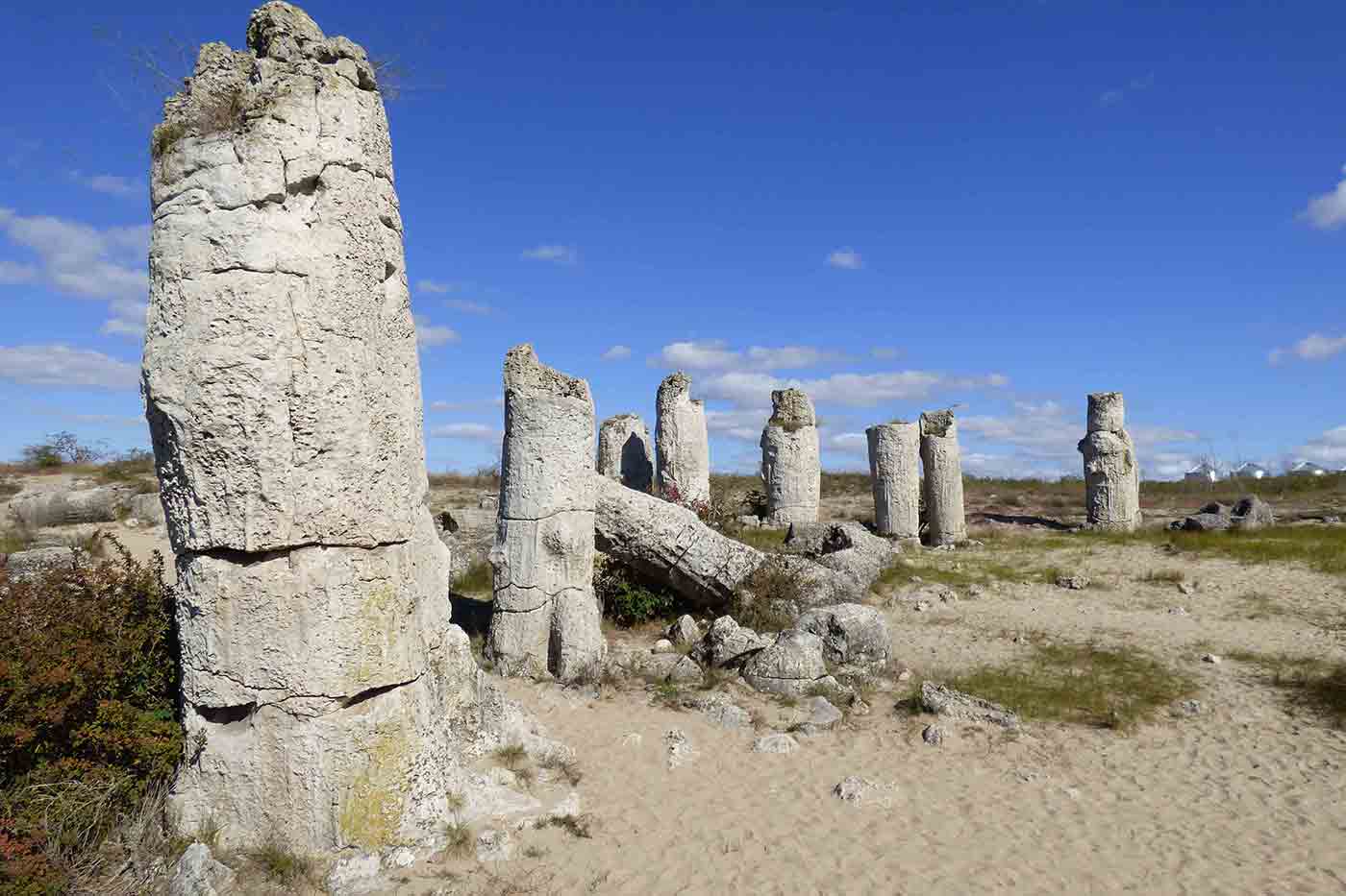 Stone Forest