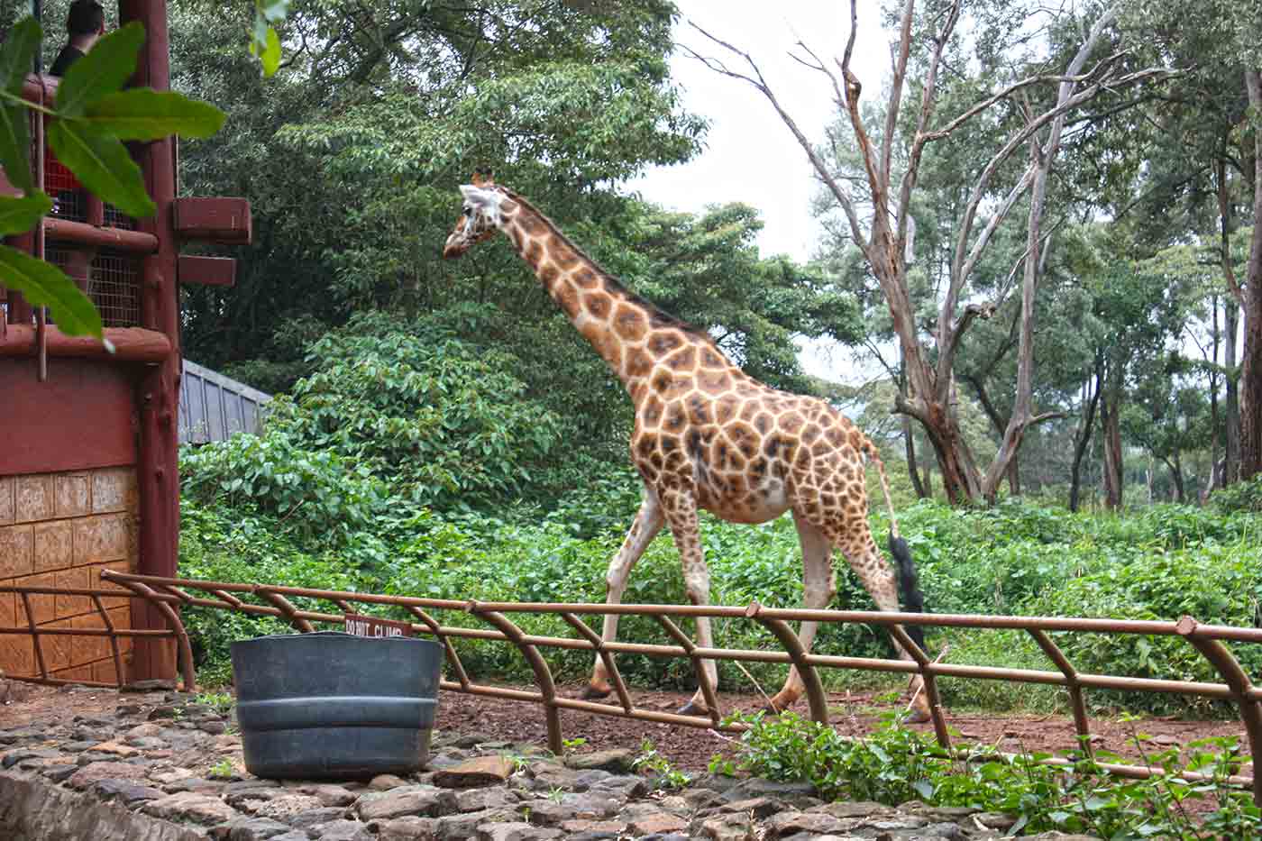 Giraffe Center