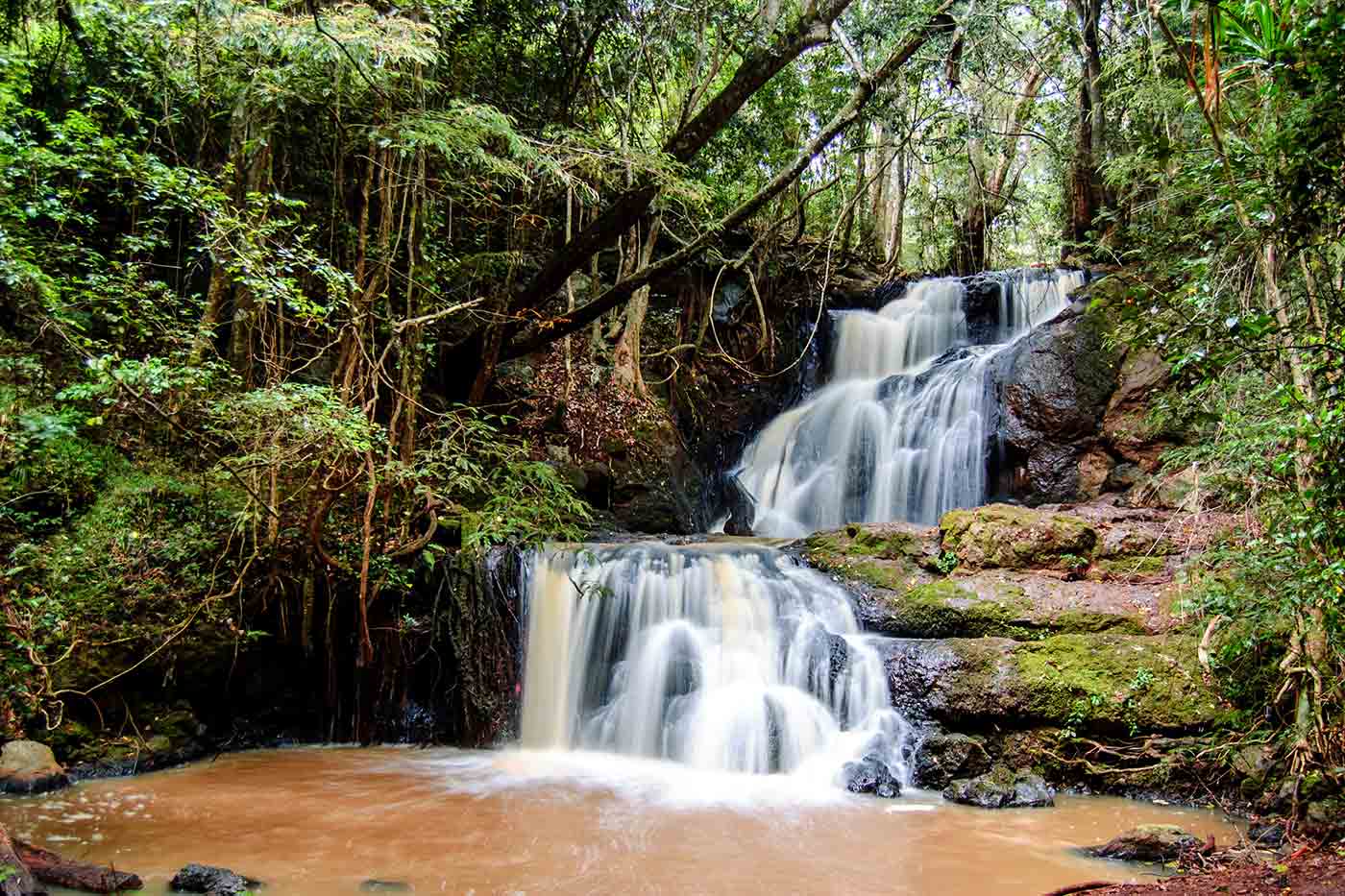 Karura Forest Reserve