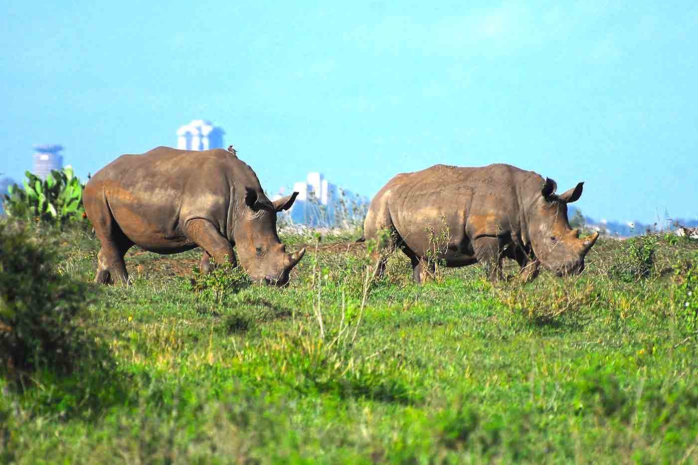 Nairobi National Park