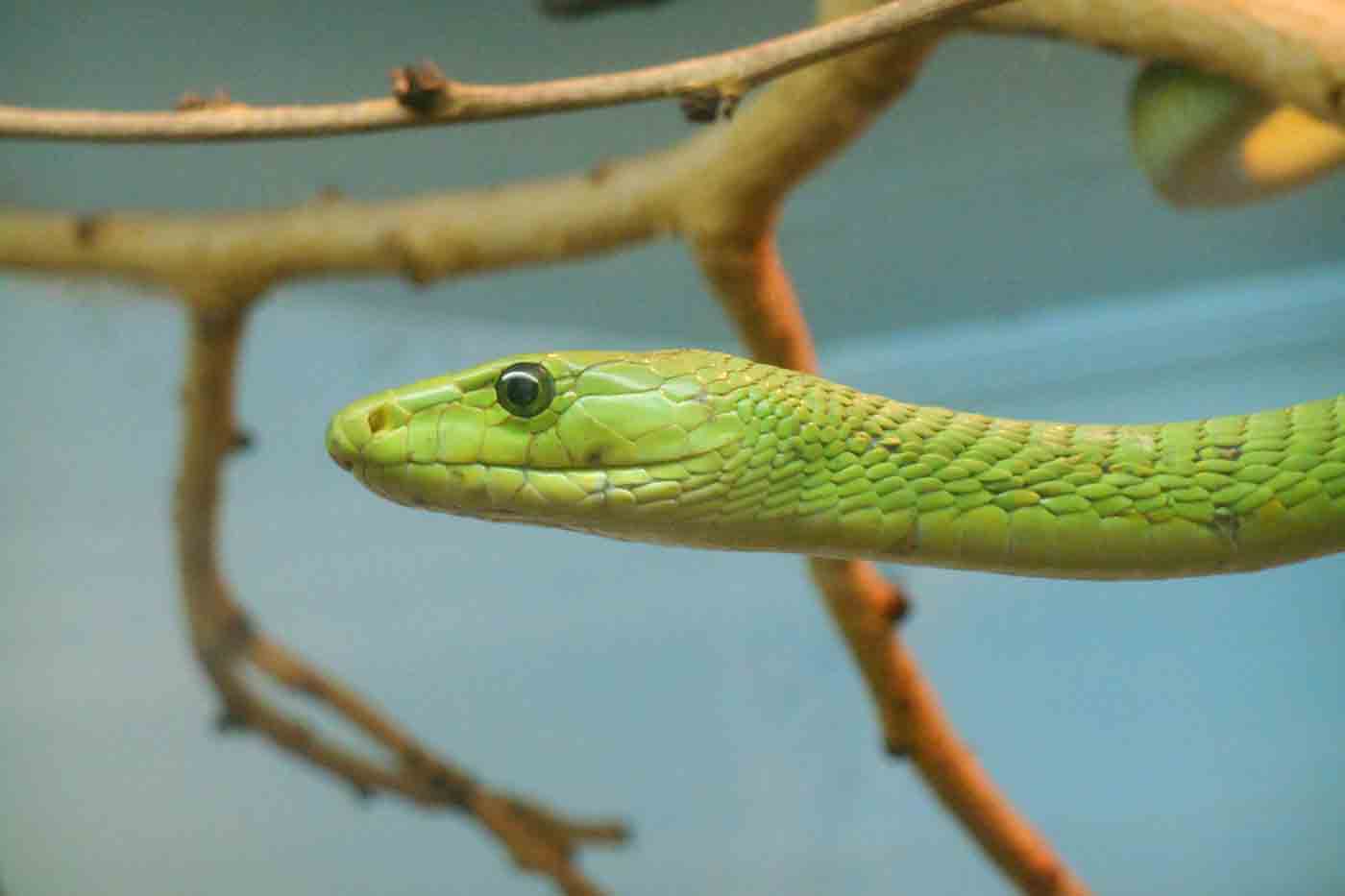 Nairobi Snake Park