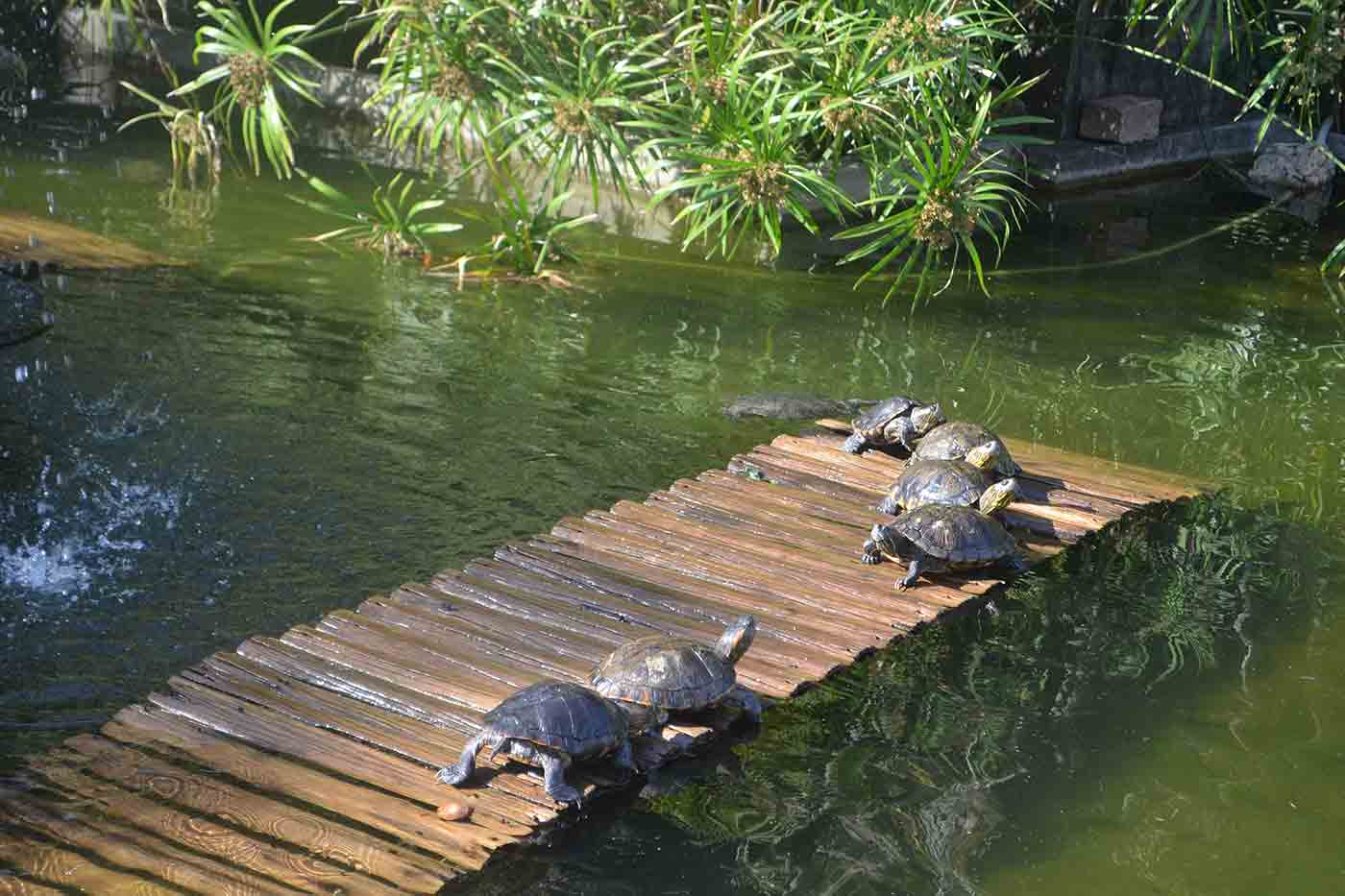 Rio de Janeiro Botanical Garden