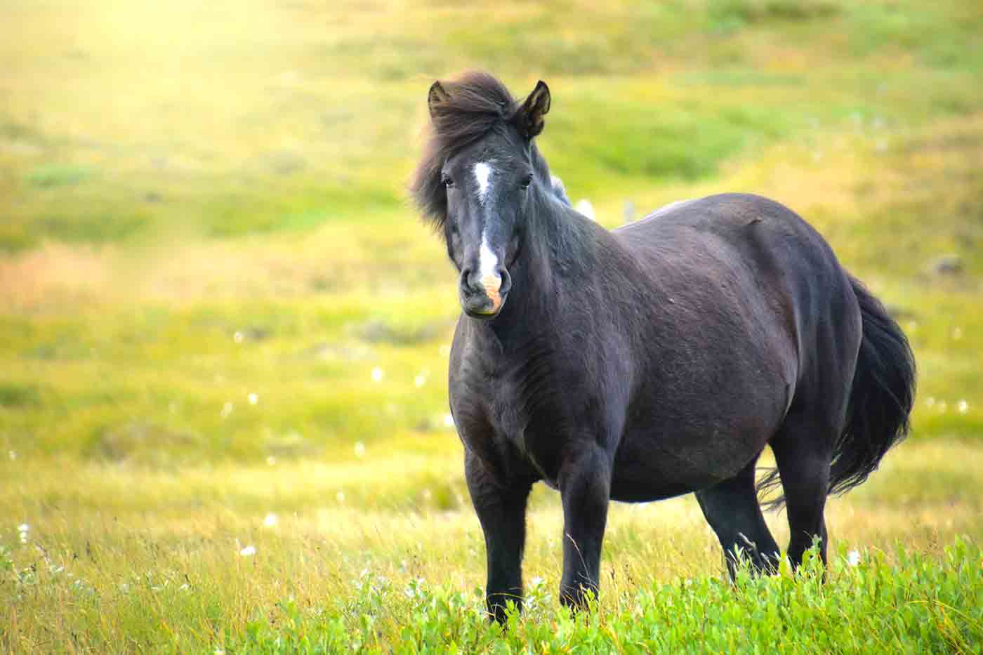 Icelandic Horse Riding