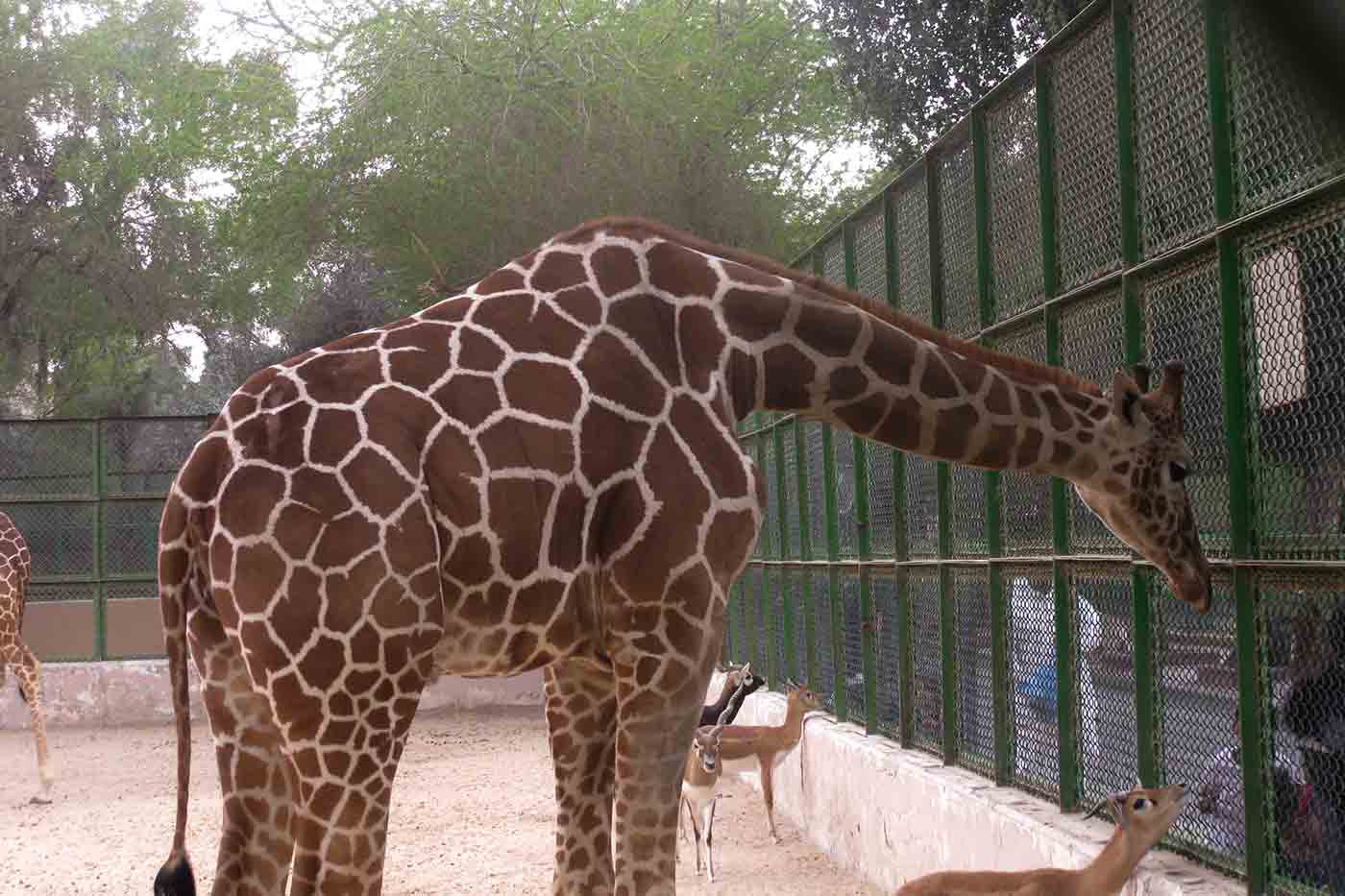 Kuwait Zoo