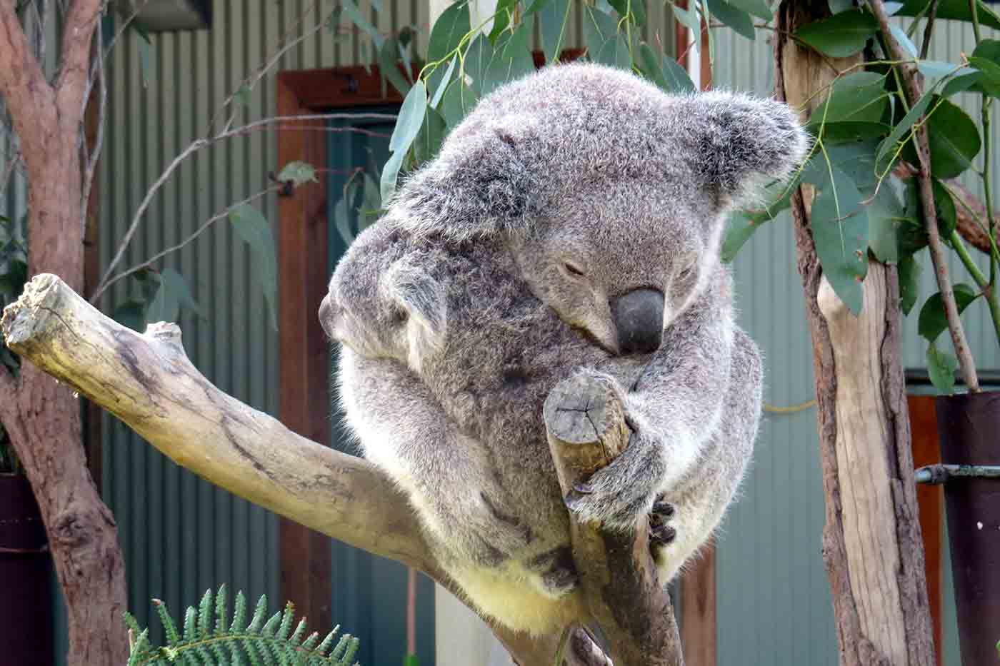 WILD LIFE Sydney Zoo