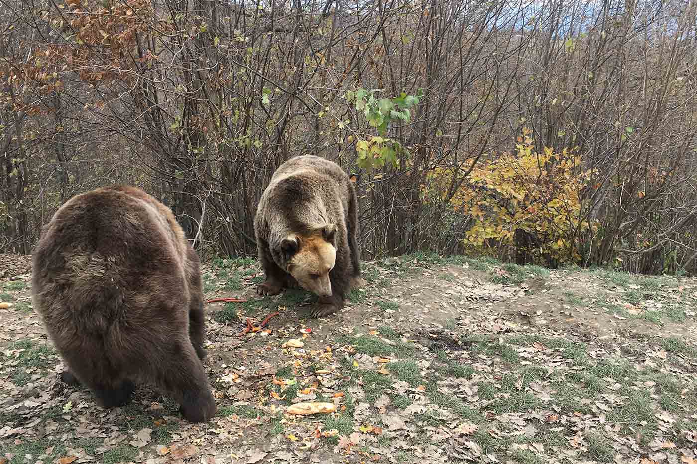 Libearty Bear Sanctuary