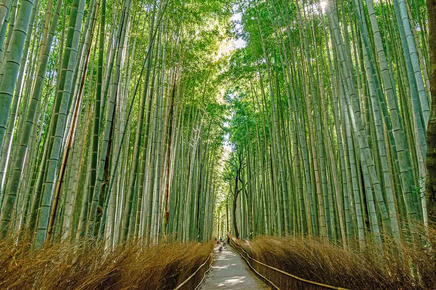 Arashiyama Bamboo Forest