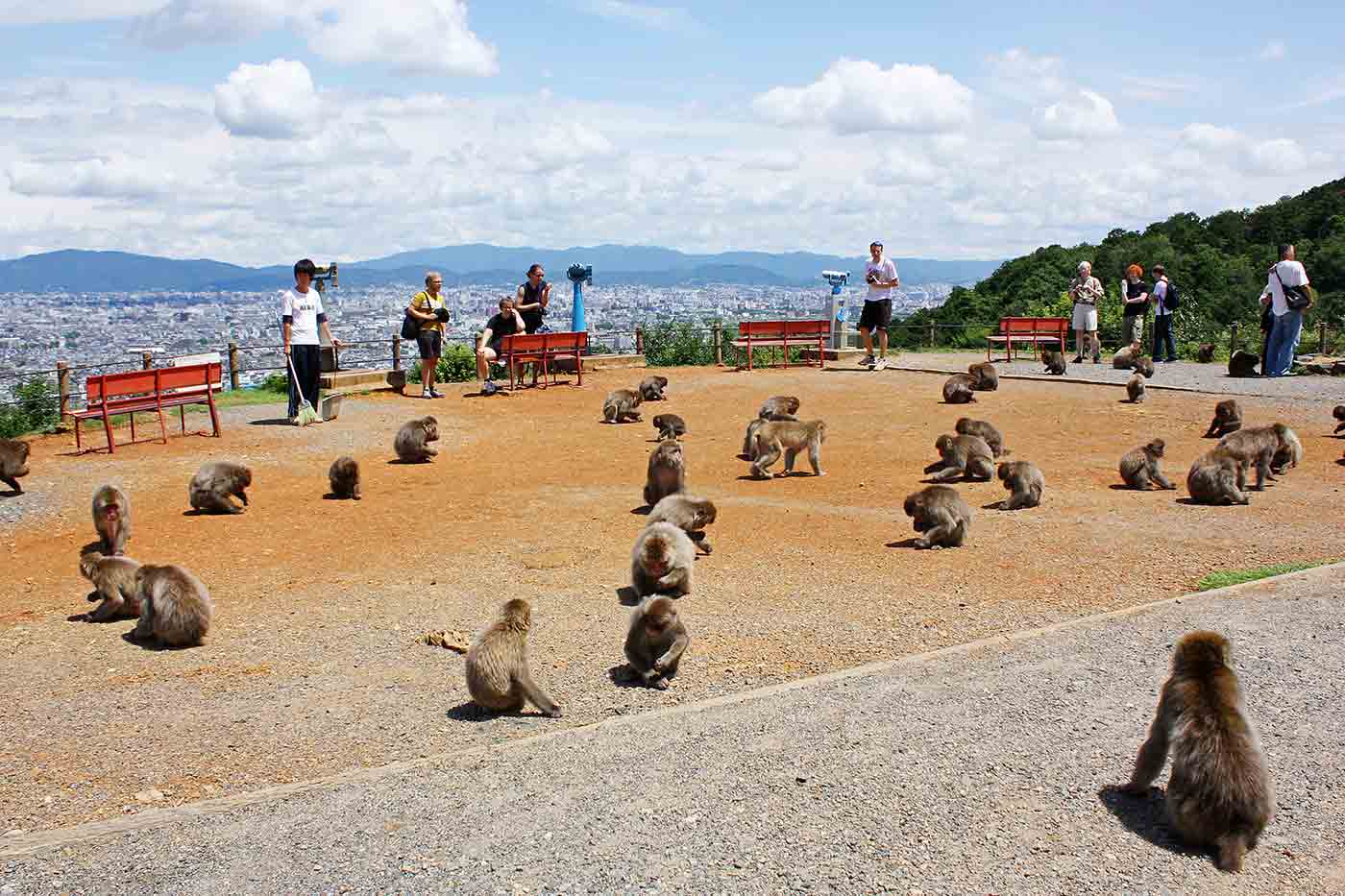 Arashiyama Monkey Park Iwatayama