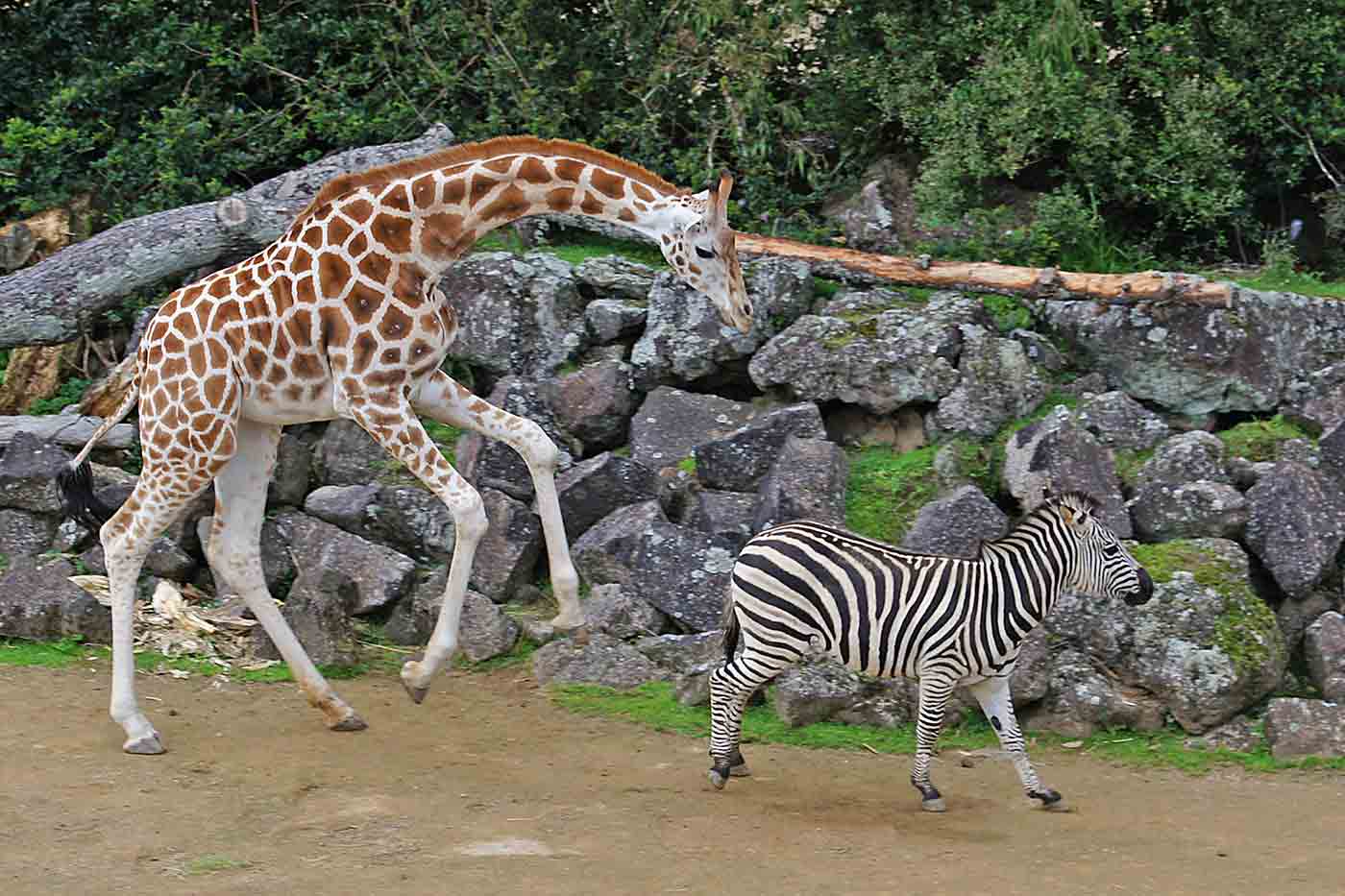 Auckland Zoo