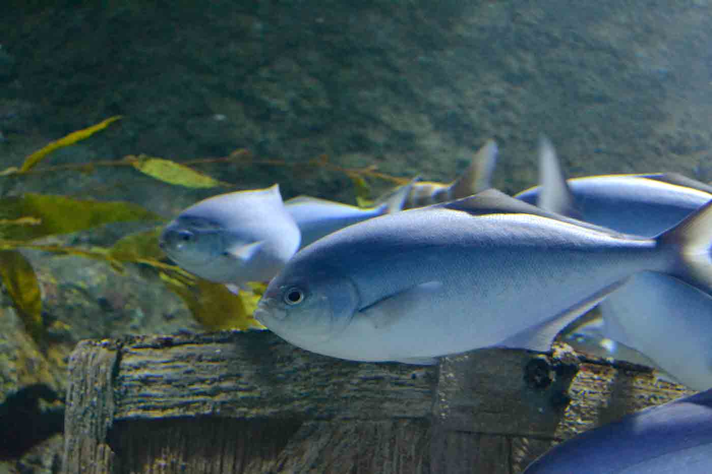 Kelly Tarlton's Sea Life Aquarium