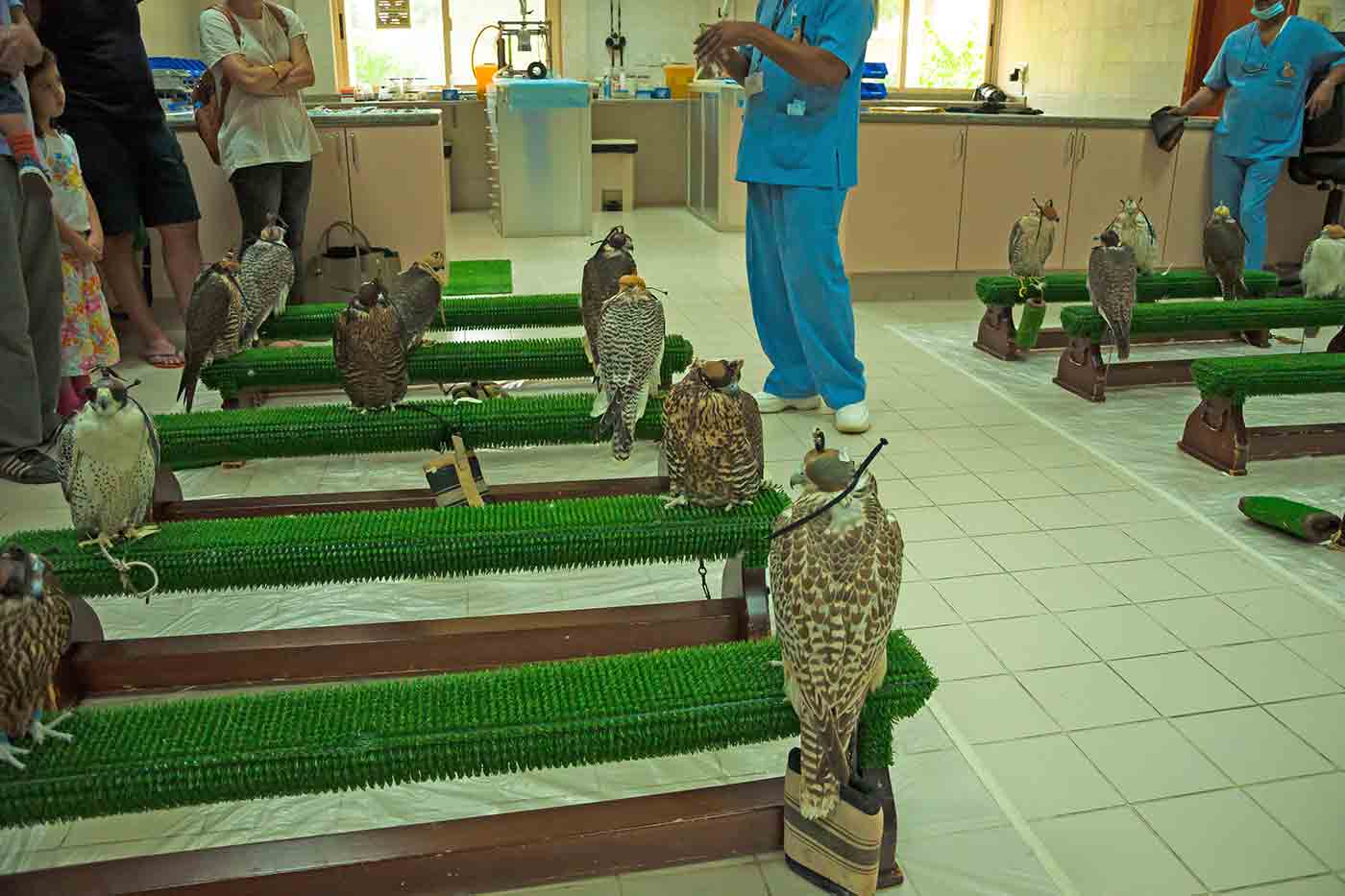 Abu Dhabi Falcon Hospital