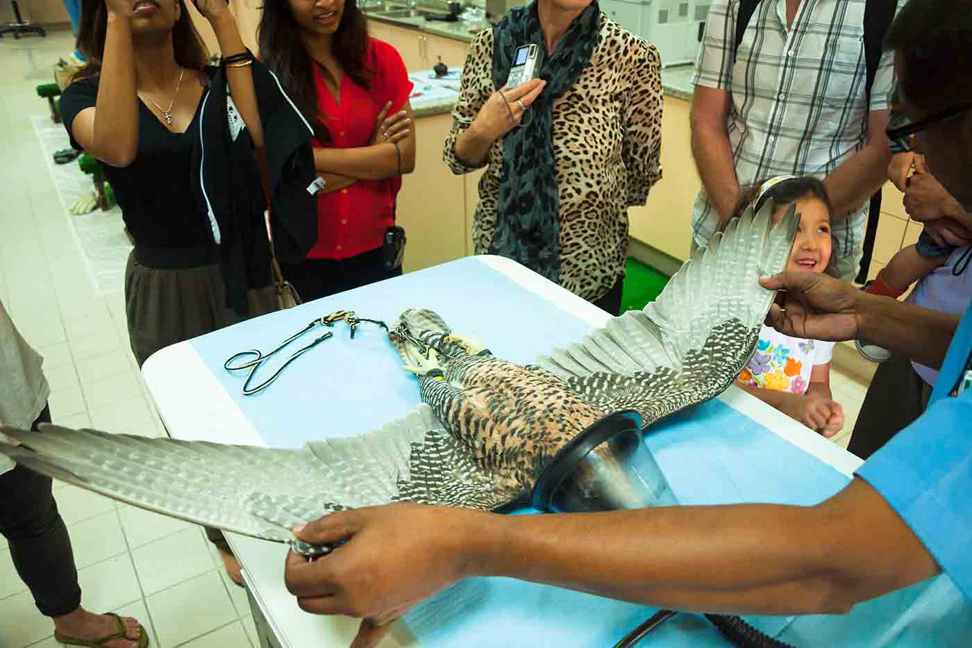 Abu Dhabi Falcon Hospital