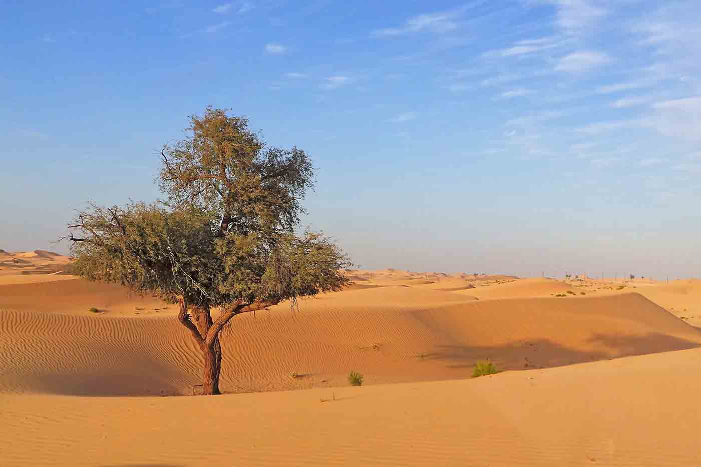 Abu Dhabi Desert Safari