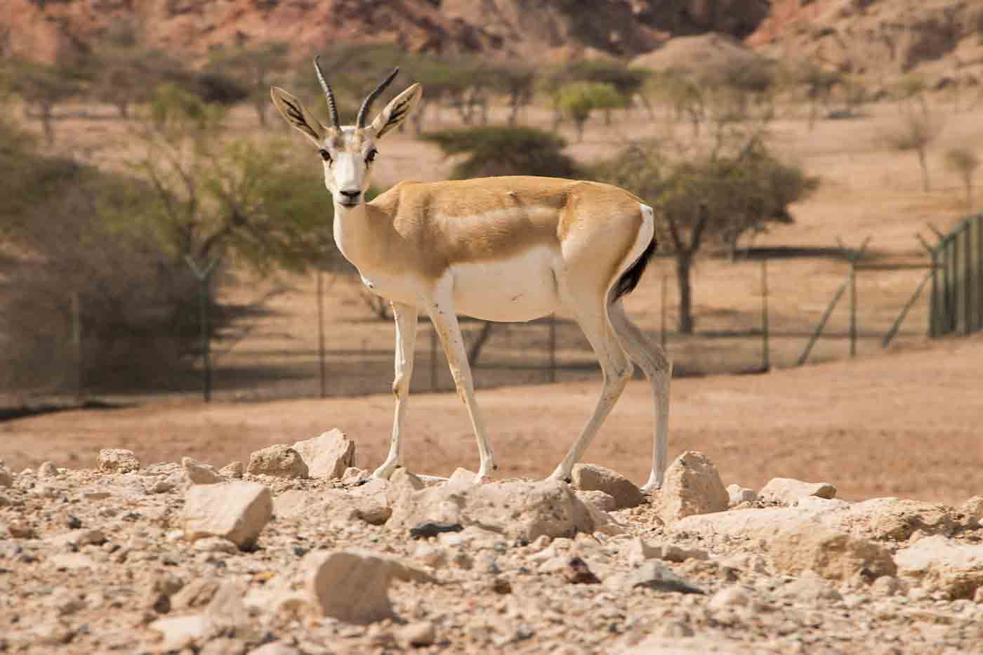 Visit Sir Bani Yas Island