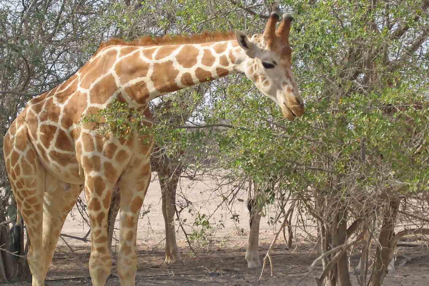 Sir Bani Yas Island safari