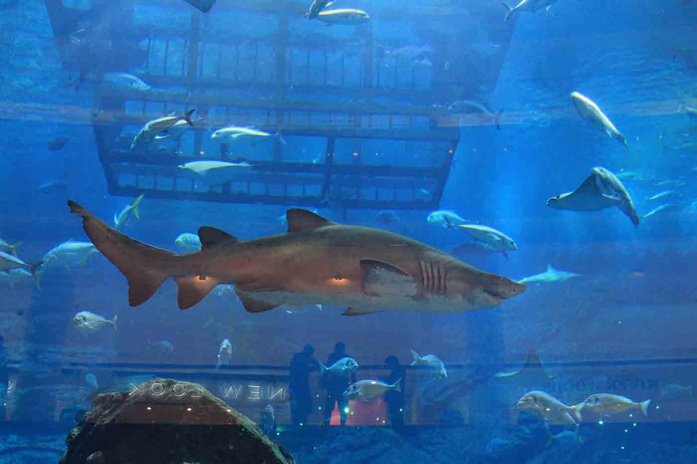 Dubai Aquarium and Underwater Zoo