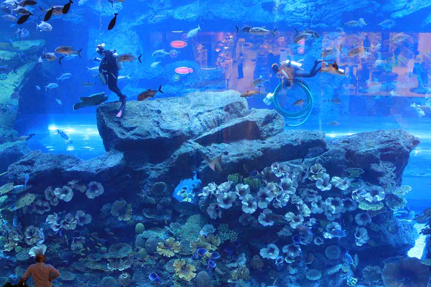 Dubai Aquarium and Underwater Zoo