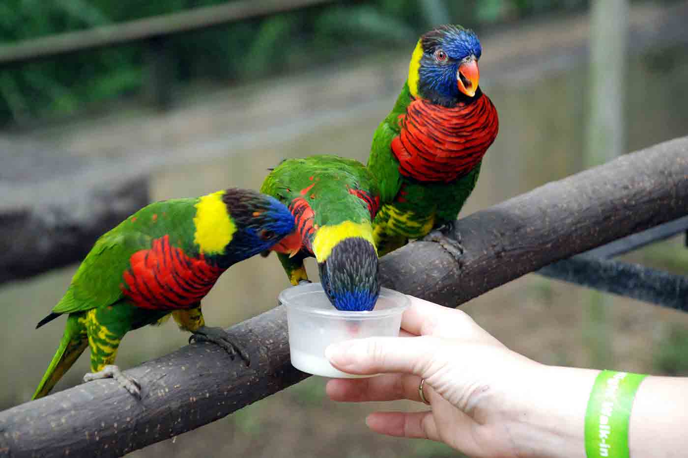 Kuala Lumpur Bird Park