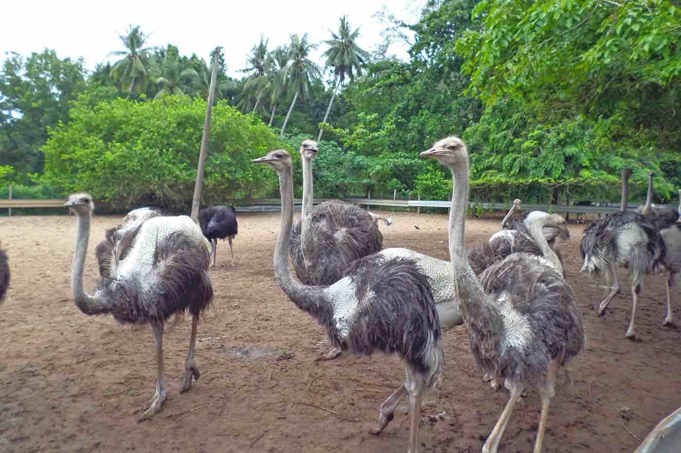 Desaru Ostrich Farm