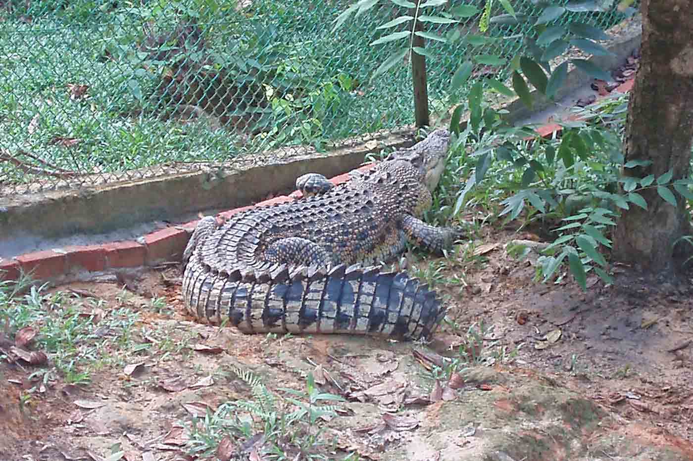 Taman Tumbina Zoo