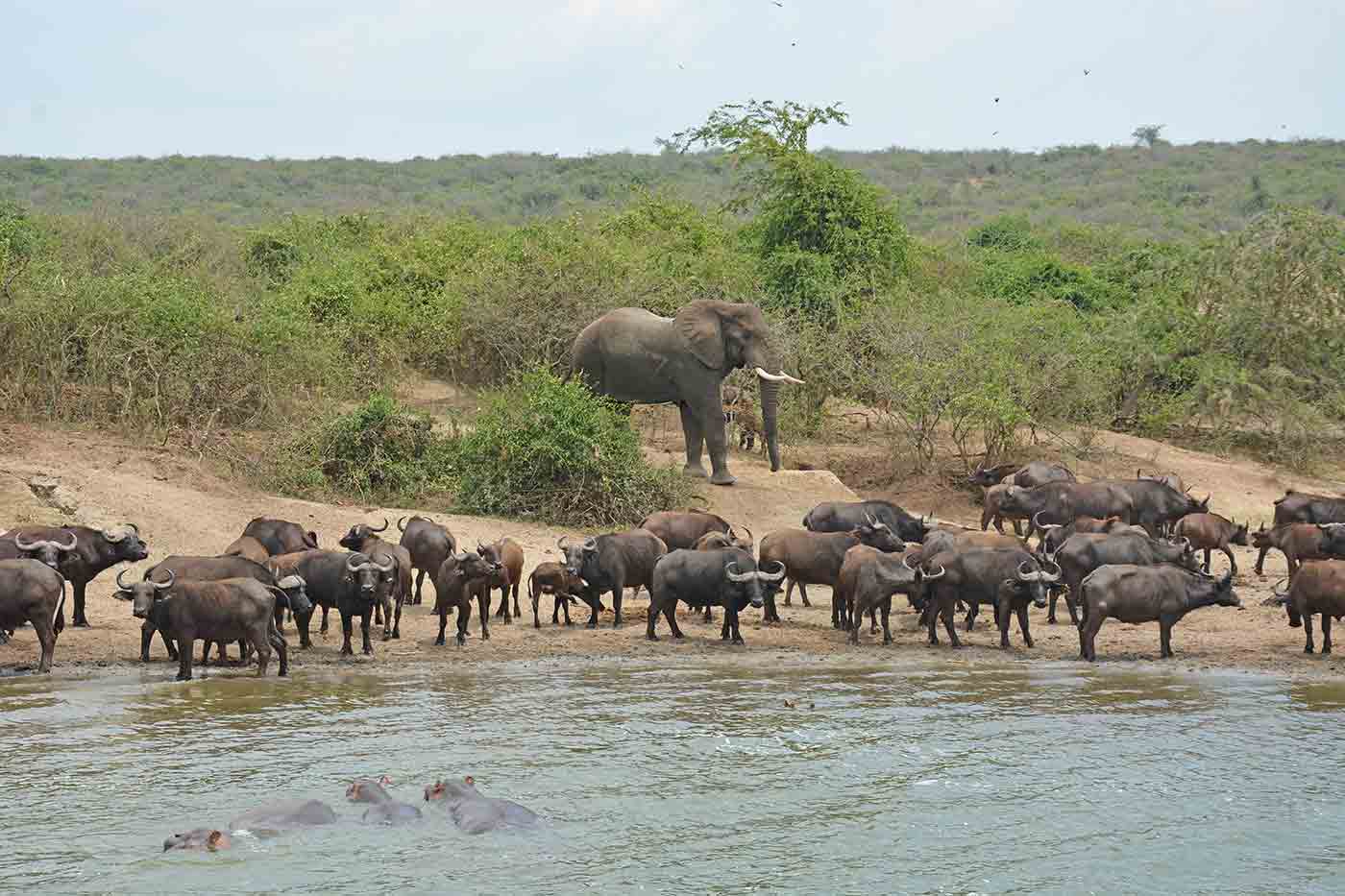 safari in uganda kampala