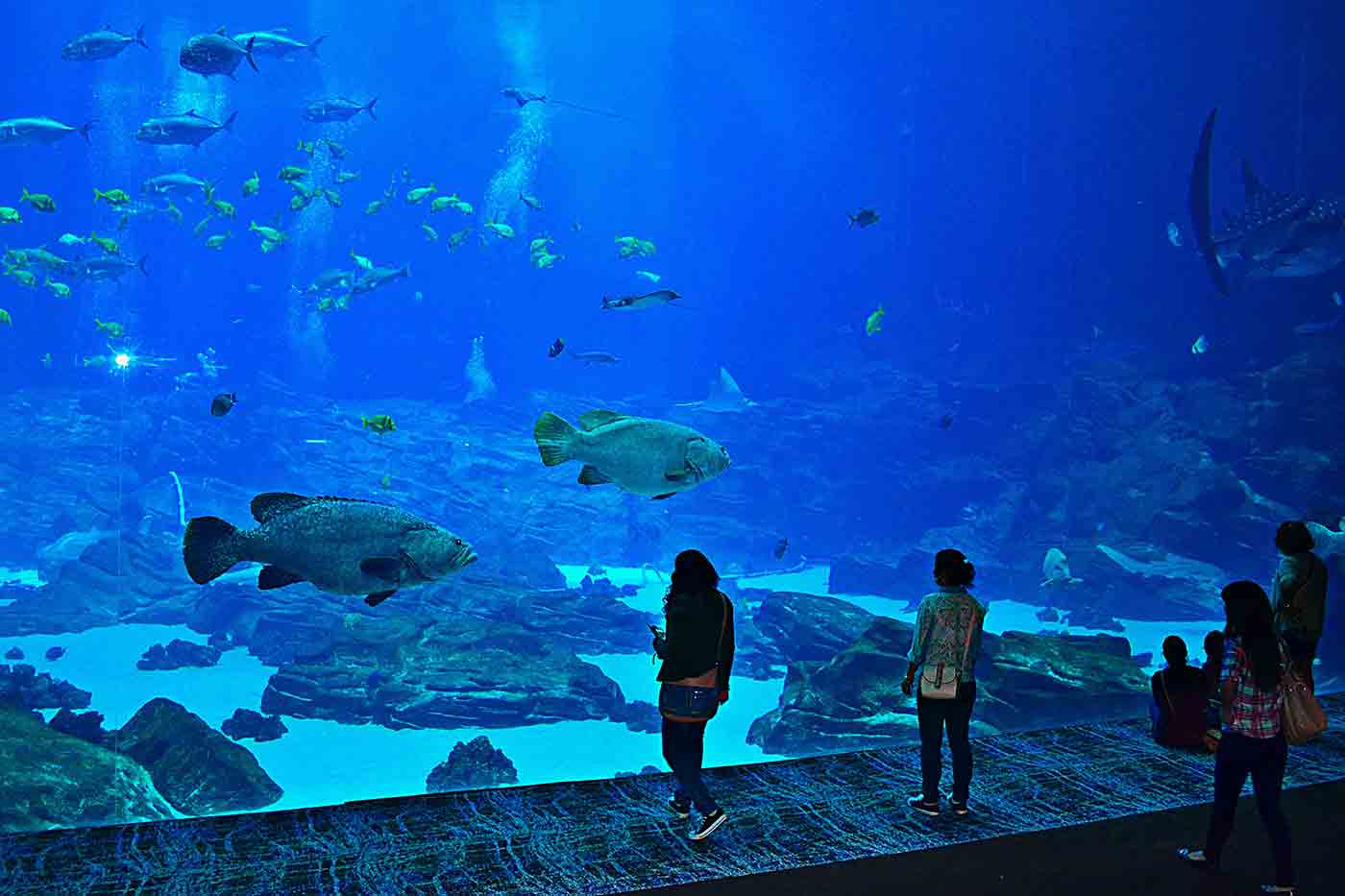 Georgia Aquarium