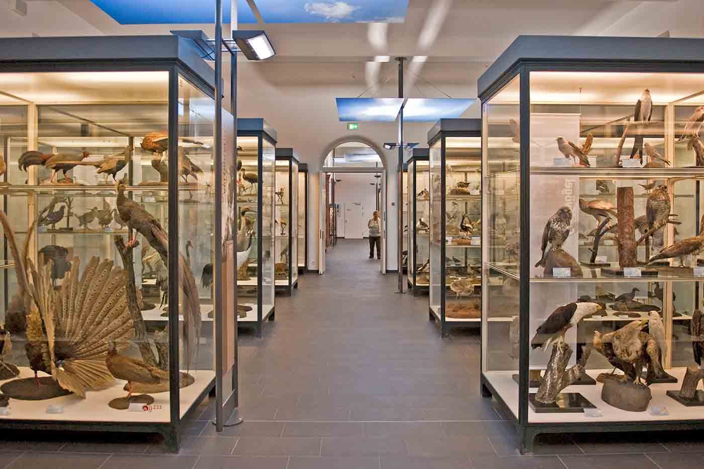 Senckenberg Natural History Museum