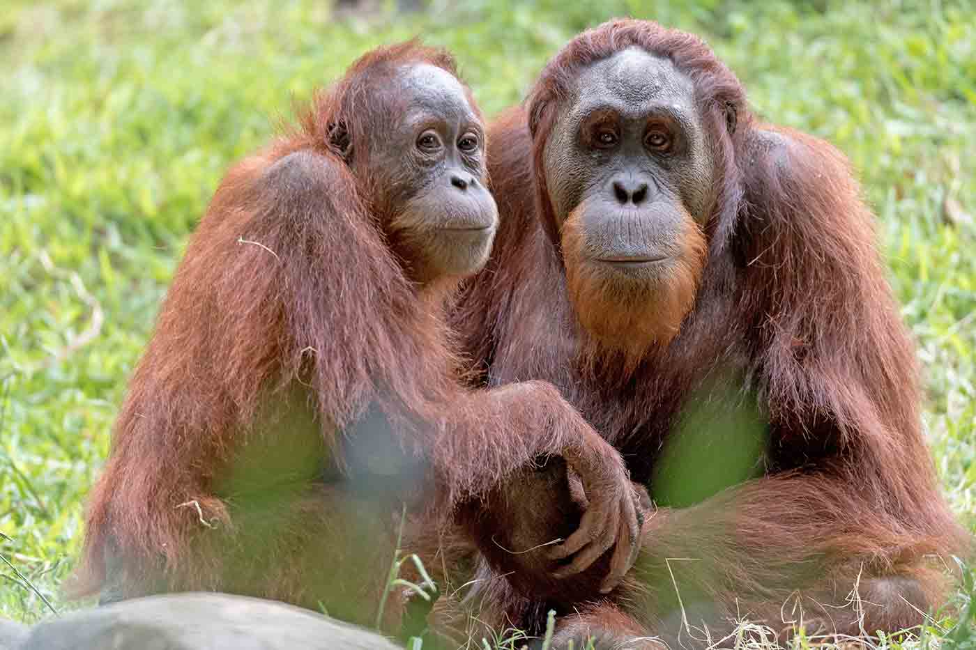 Zoo Atlanta