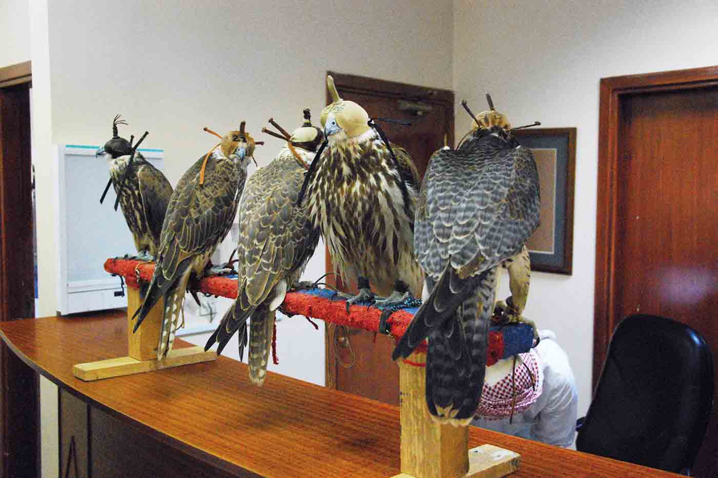 Abu Dhabi Falcon Hospital