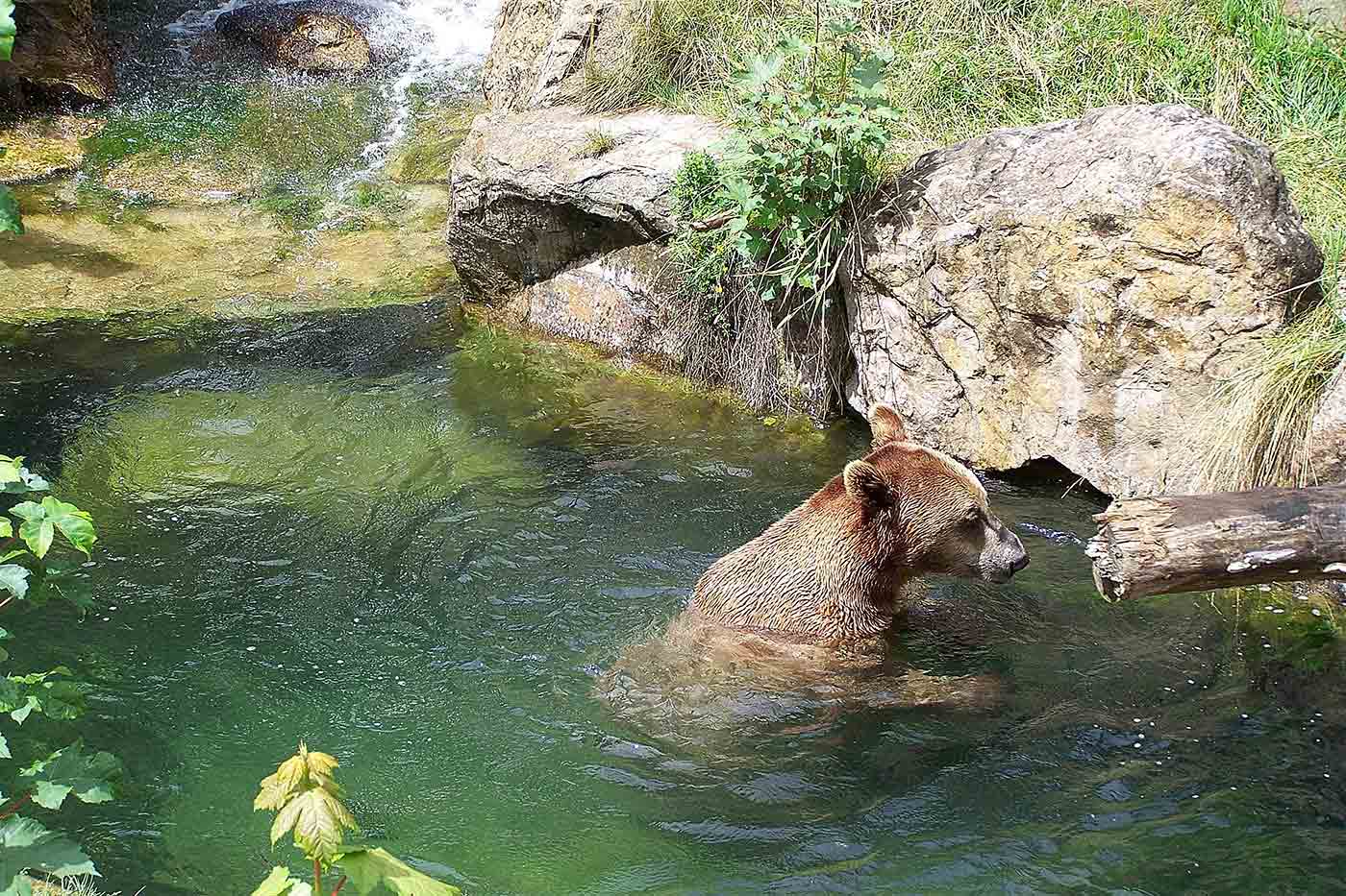 Alpine Zoo Innsbruck