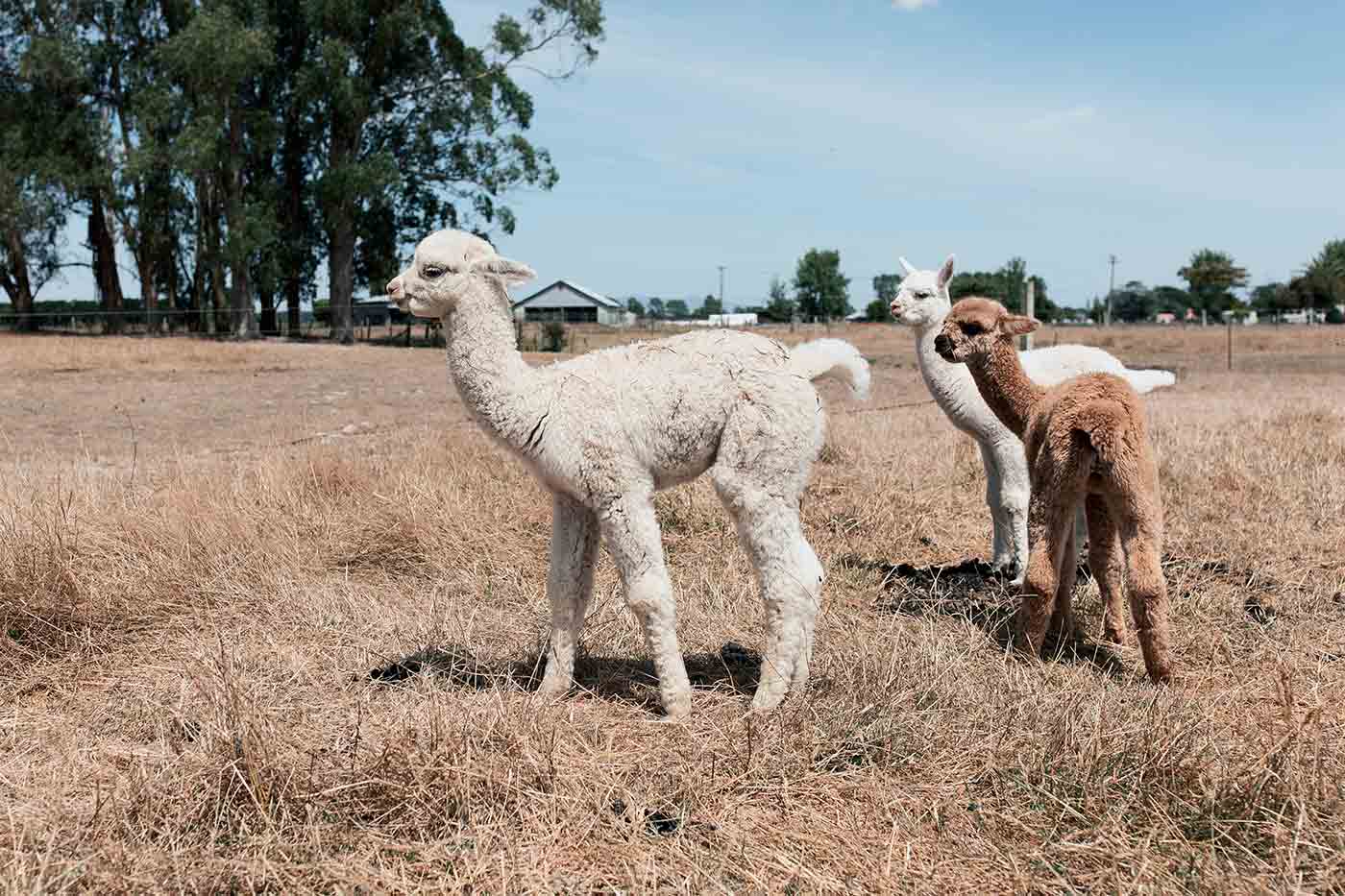 Cornerstone Alpacas Ltd.