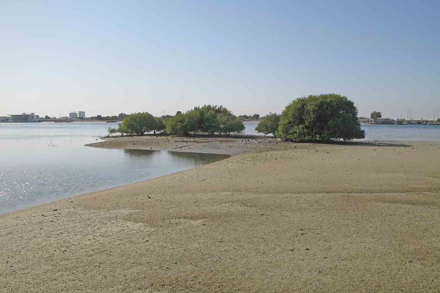 Mangrove Beach