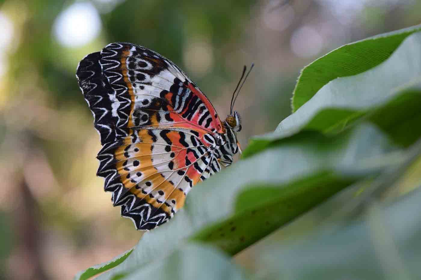 Banteay Srei Butterfly Center