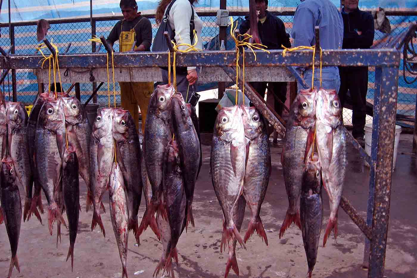 Caleta Riquelme