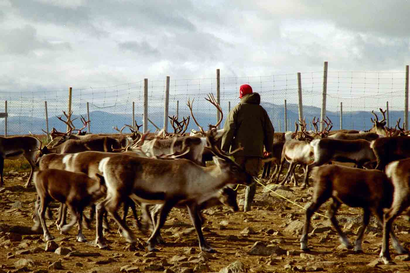 Reindeer Farm