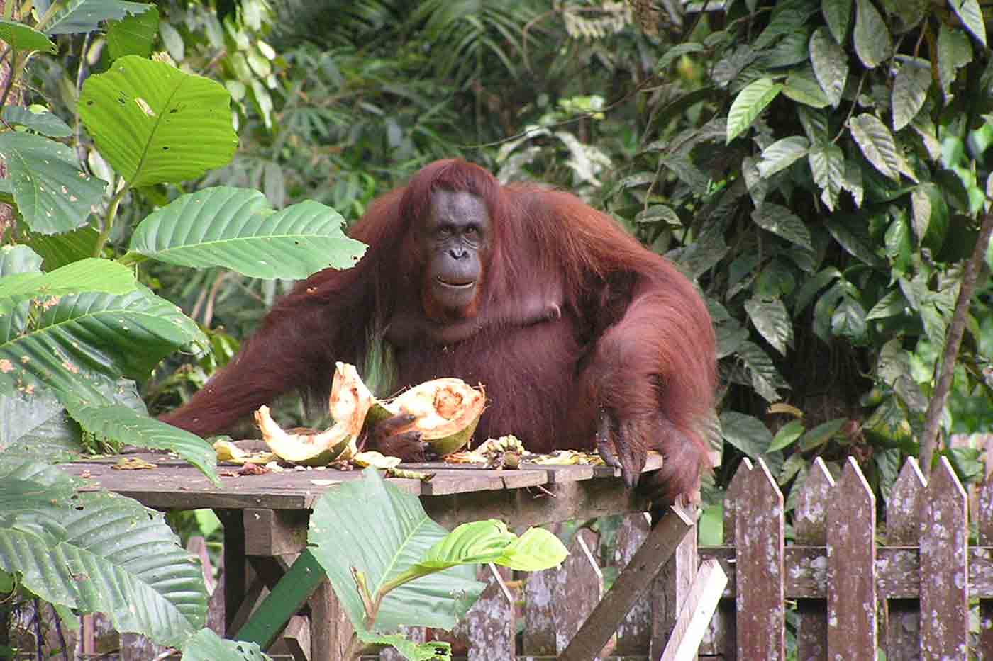 Semenggoh Wildlife Rehabilitation Center