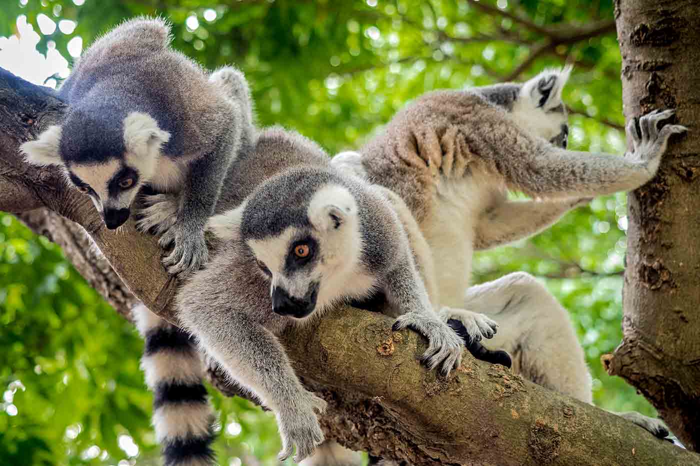 Shanghai Zoo