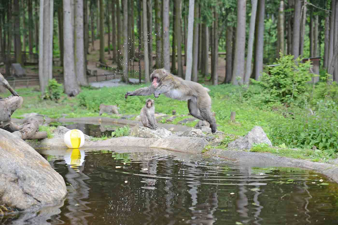 Affenberg Landskron