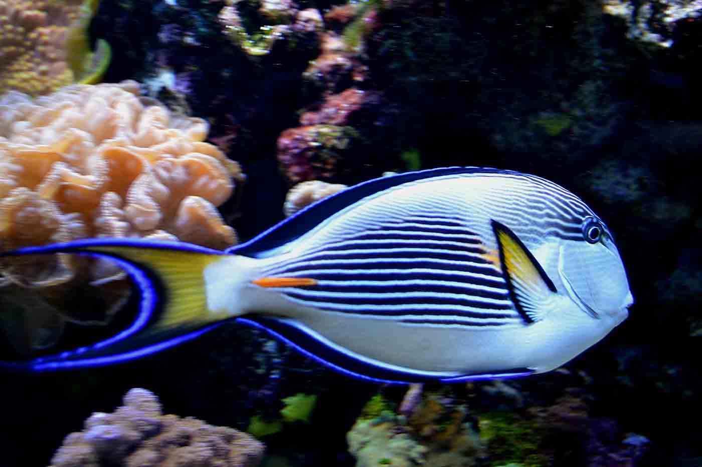 Aquarium-Muséum