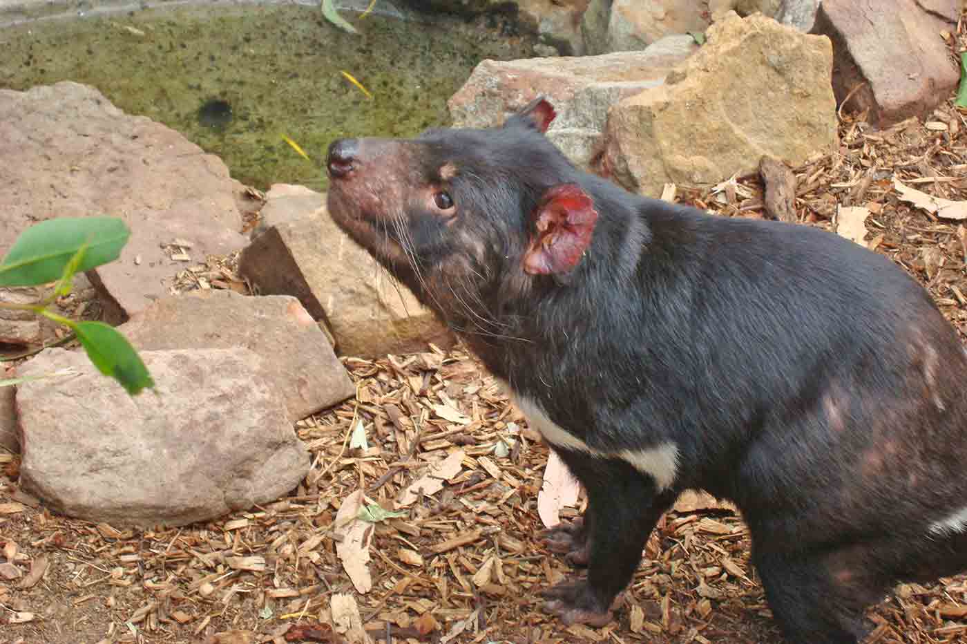 Bonorong Wildlife Sanctuary