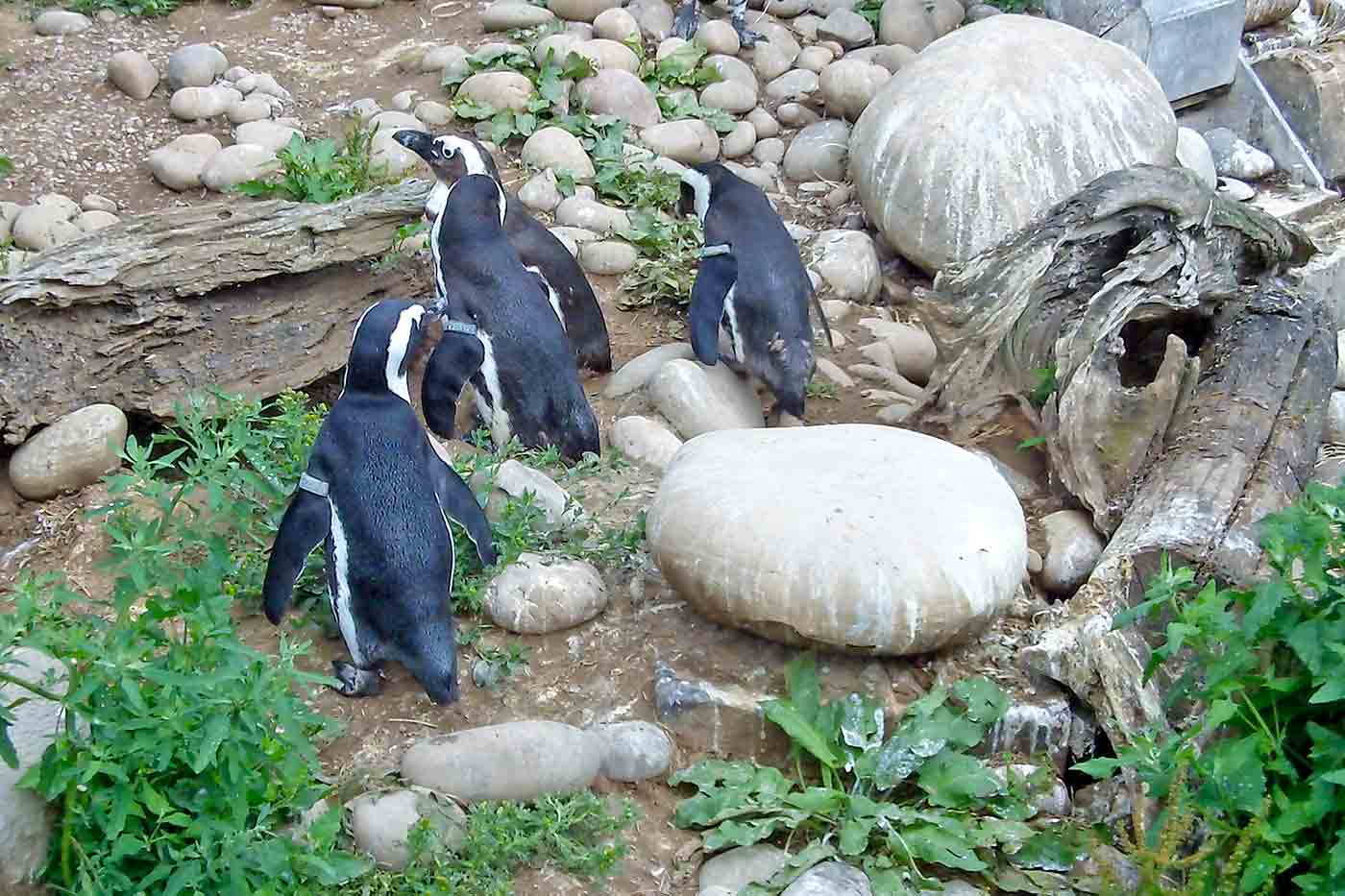 Bristol Zoo