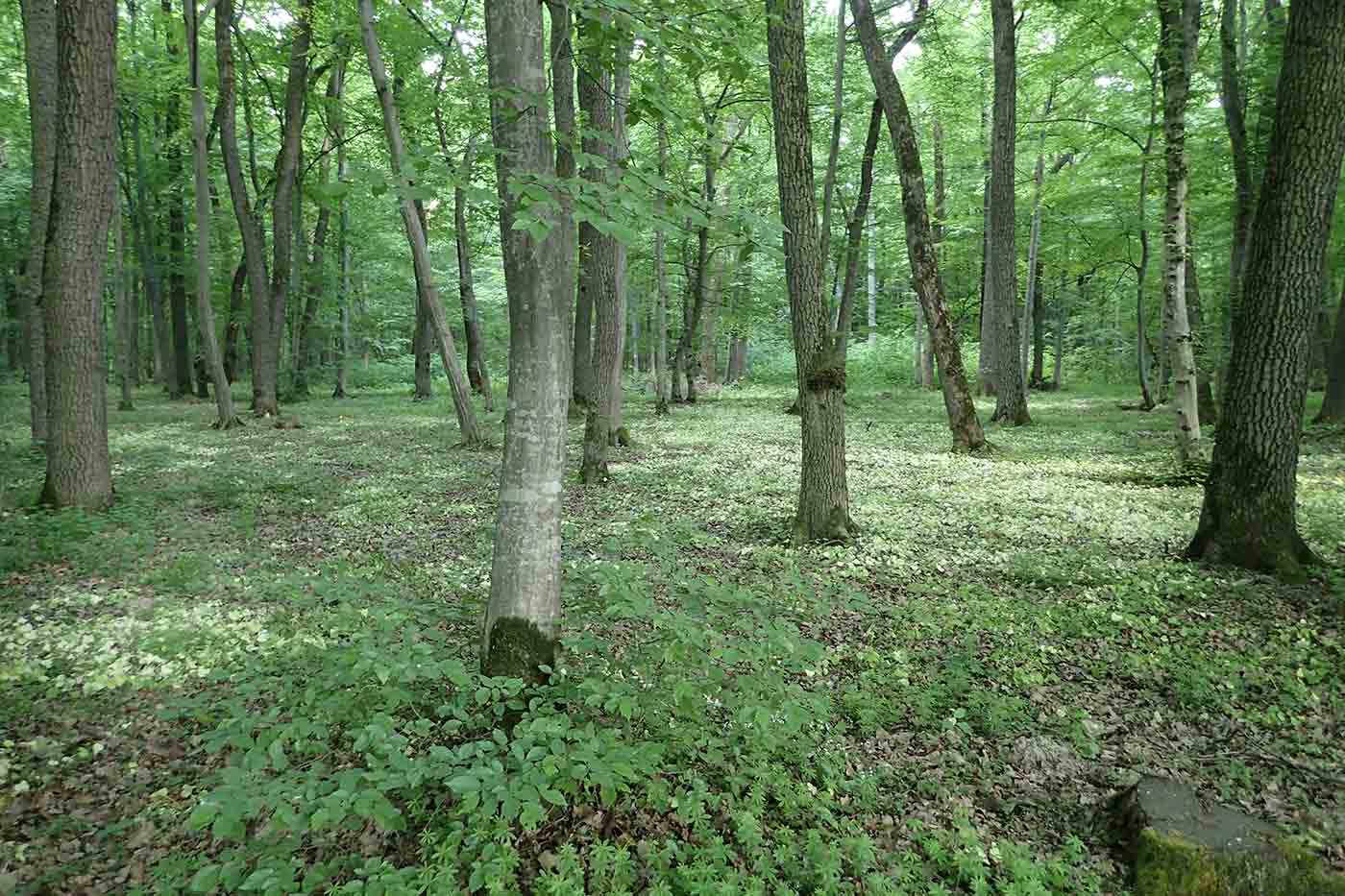 Dumbrava Sibiului Natural Park