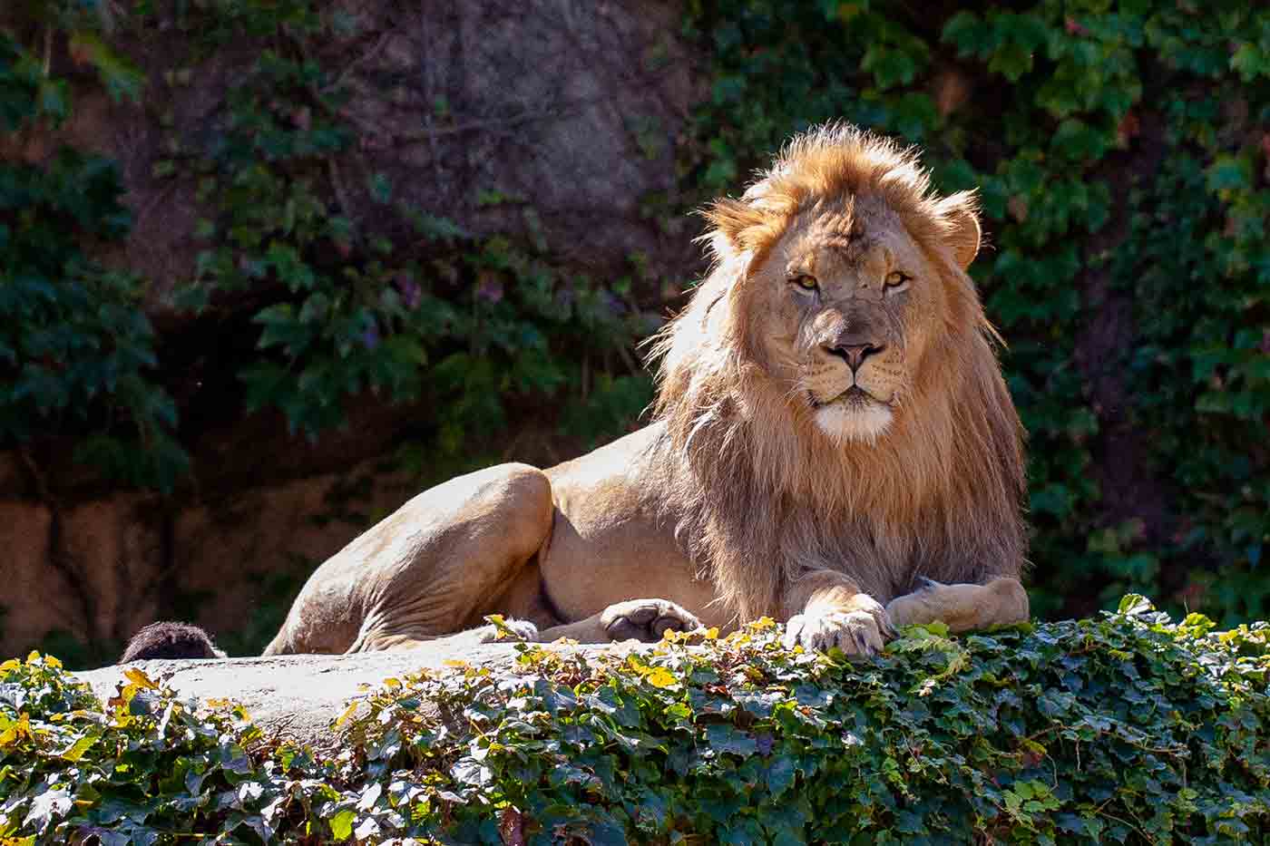 Lincoln Park Zoo